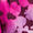 Boysenberry Gradient Flower Print